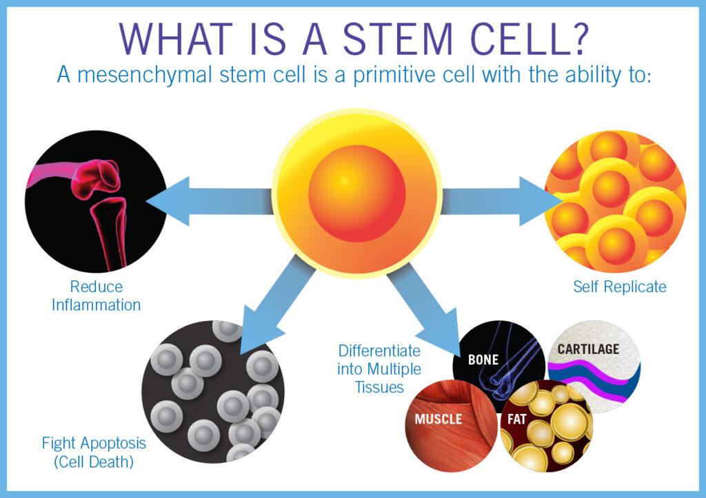 Stem cell therapies